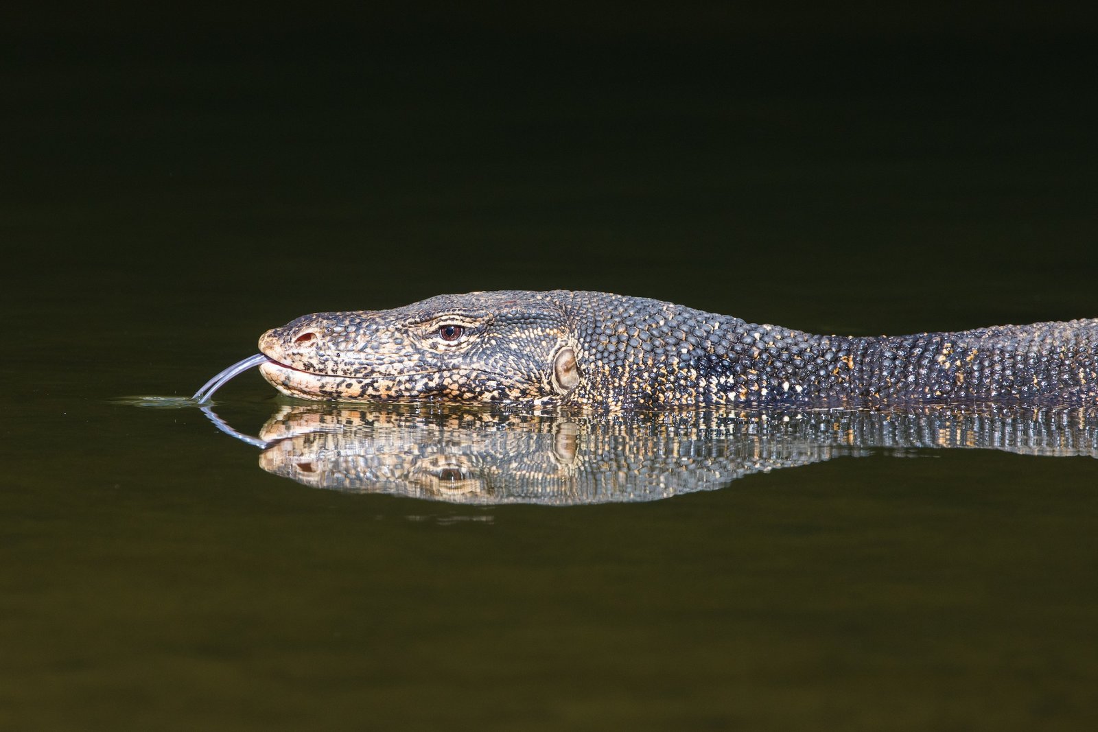 wildlife photography safari Water Monitor reflection Sri Lanka Inger Vandyke